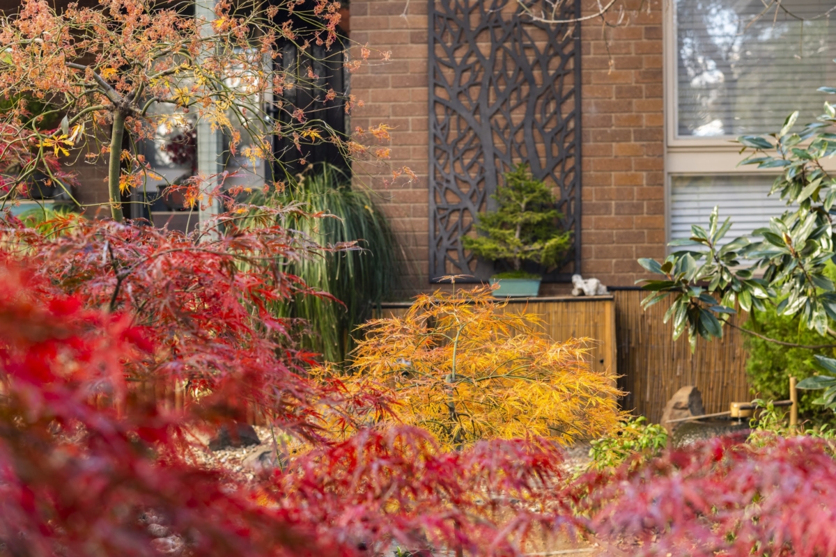 Home Open Gardens Canberra