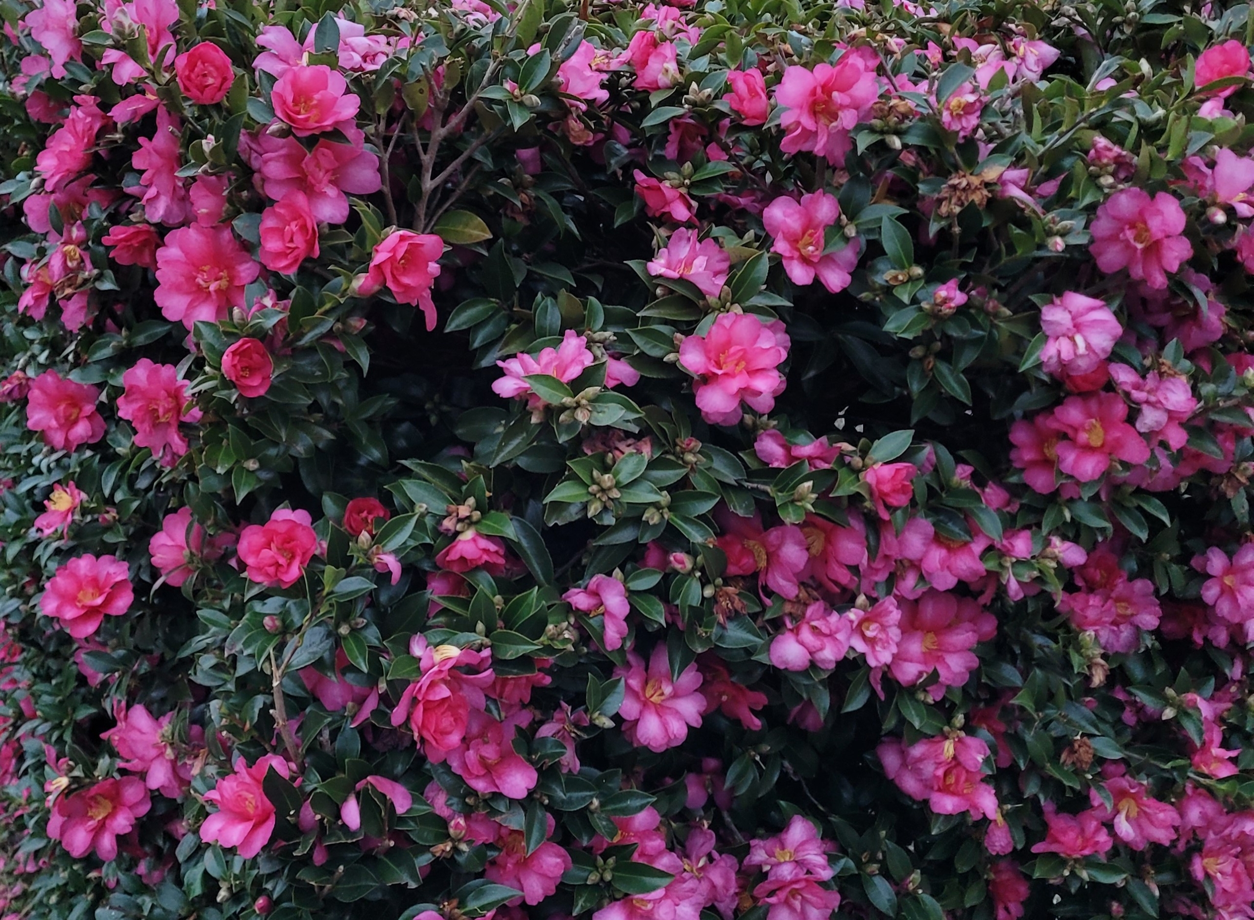 Hiryu Hedge