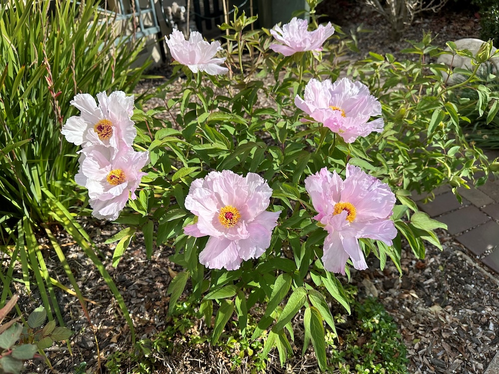 Baker Garden 2