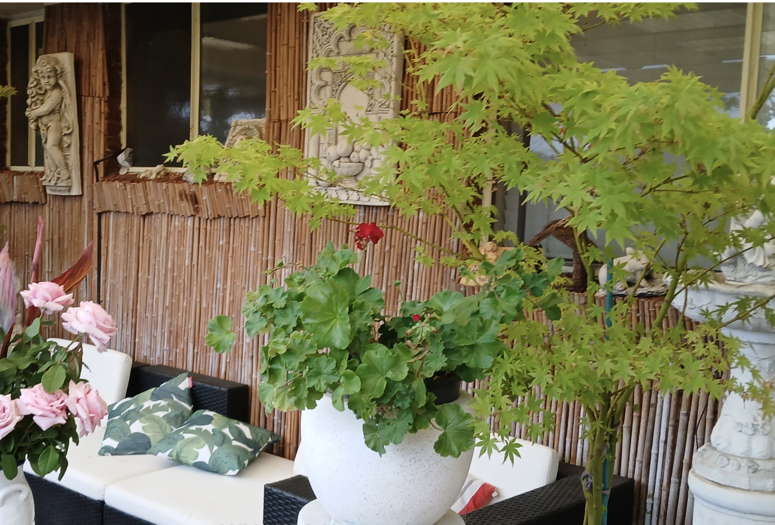 Pergola with Maples