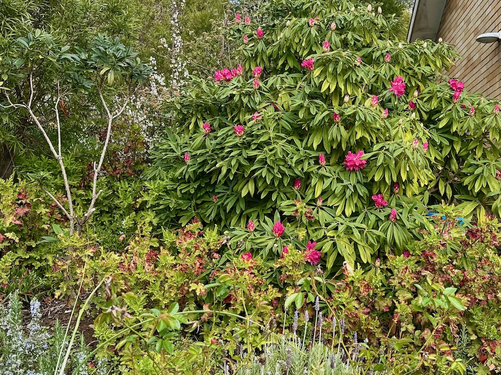 Rhododendroms in Barrow Place Garden 5rden