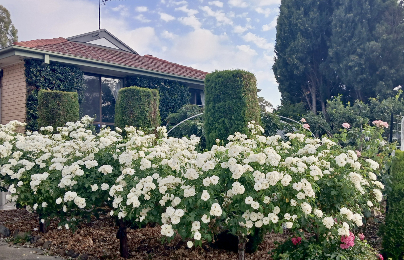 Roses front yard